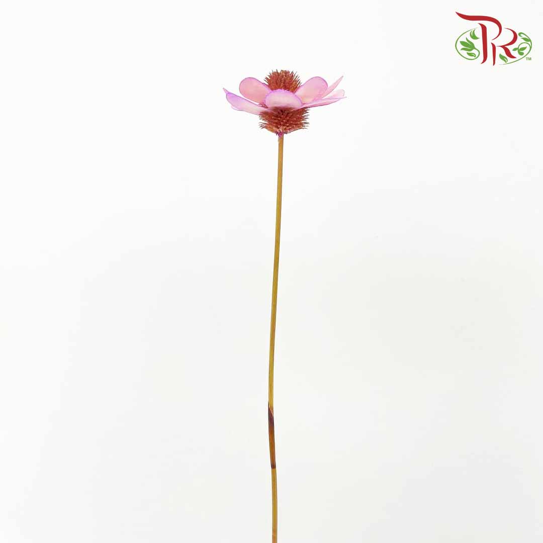 Dry Stella Luna - Purple - Pudu Ria Florist Southern