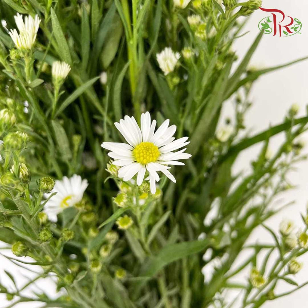 Peacock White (Per Bundle) - Pudu Ria Florist Southern