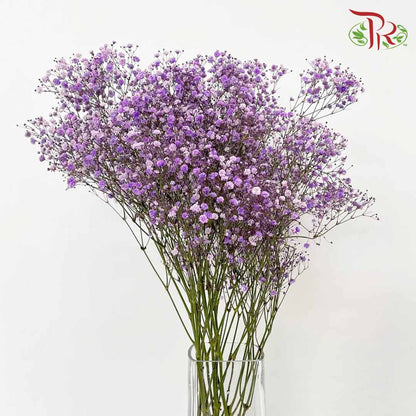 Baby's Breath Purple (8-10 Stems) - Pudu Ria Florist Southern