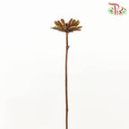Dry Sesame Flower - Pudu Ria Florist Southern