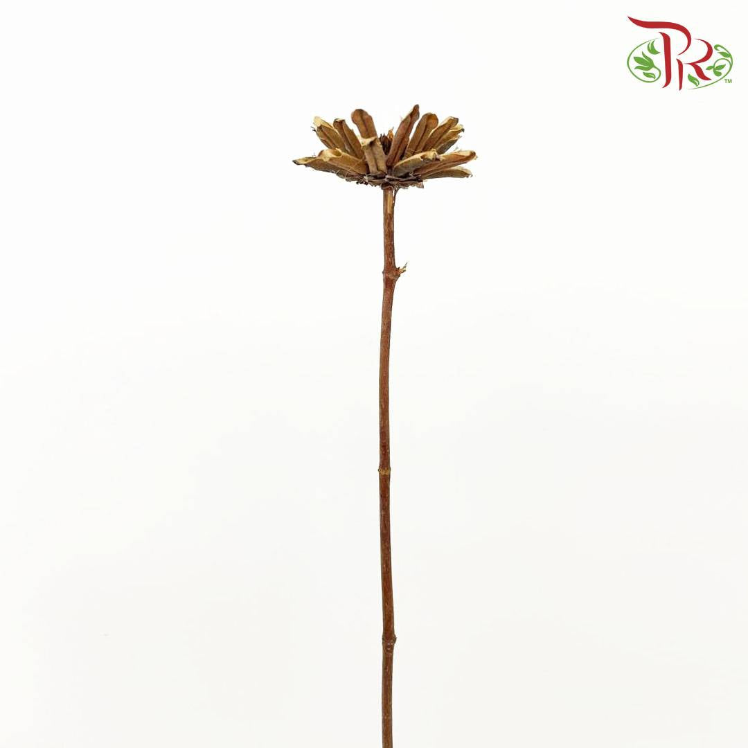 Dry Sesame Flower - Pudu Ria Florist Southern