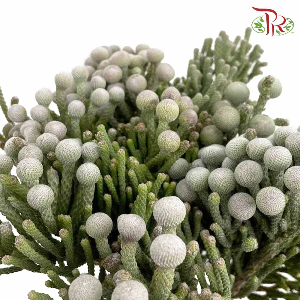 Silver Brunia Big Size (9-10 Stems) - Pudu Ria Florist Southern