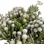 Silver Brunia Big Size (9-10 Stems) - Pudu Ria Florist Southern