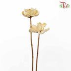 Dry Orange Lint - Pudu Ria Florist Southern
