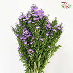 Peacock Purple (Per Bundle) - Pudu Ria Florist Southern