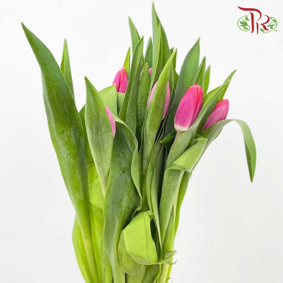 Tulip Cherry (8-9 Stems) - Pudu Ria Florist Southern