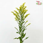 Peacock Yellow (Per Bundle) - Pudu Ria Florist Southern
