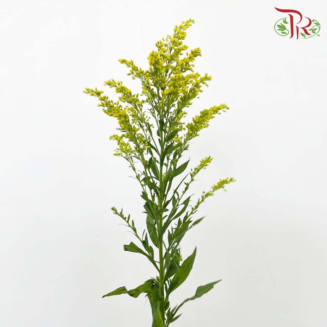 Peacock Yellow (Per Bundle) - Pudu Ria Florist Southern
