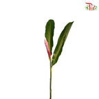 Ginger Pink (5 Stems) - Pudu Ria Florist Southern