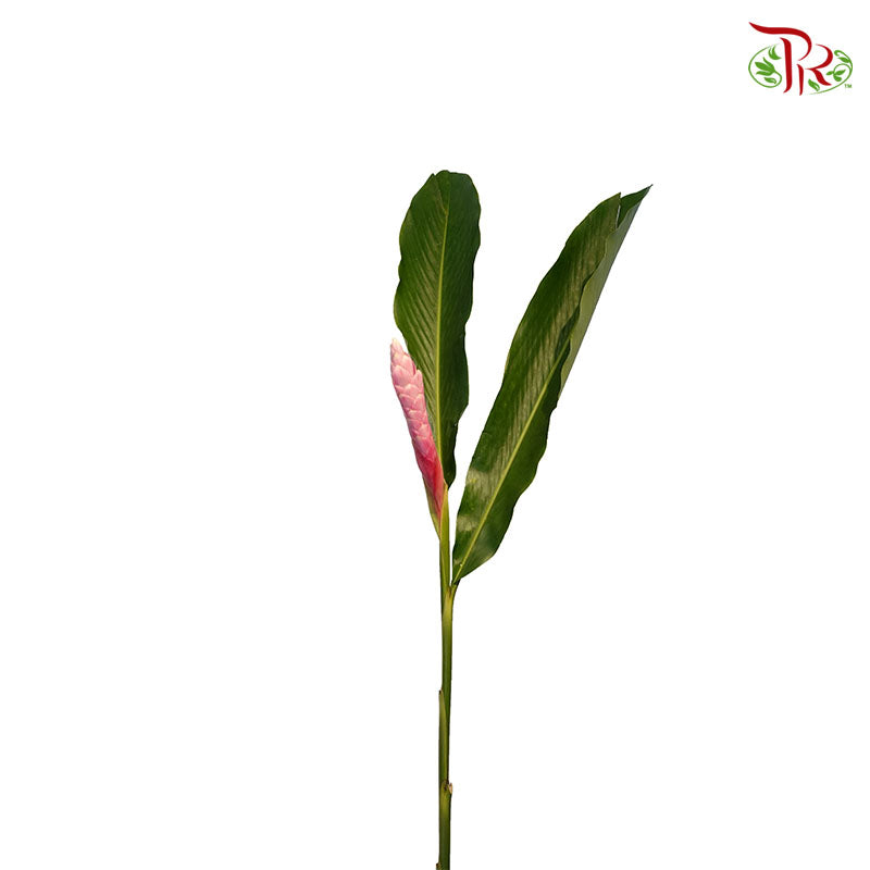 Ginger Pink (5 Stems) - Pudu Ria Florist Southern