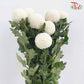 Chrysanthemum Ping Pong White (10-12 Stems)