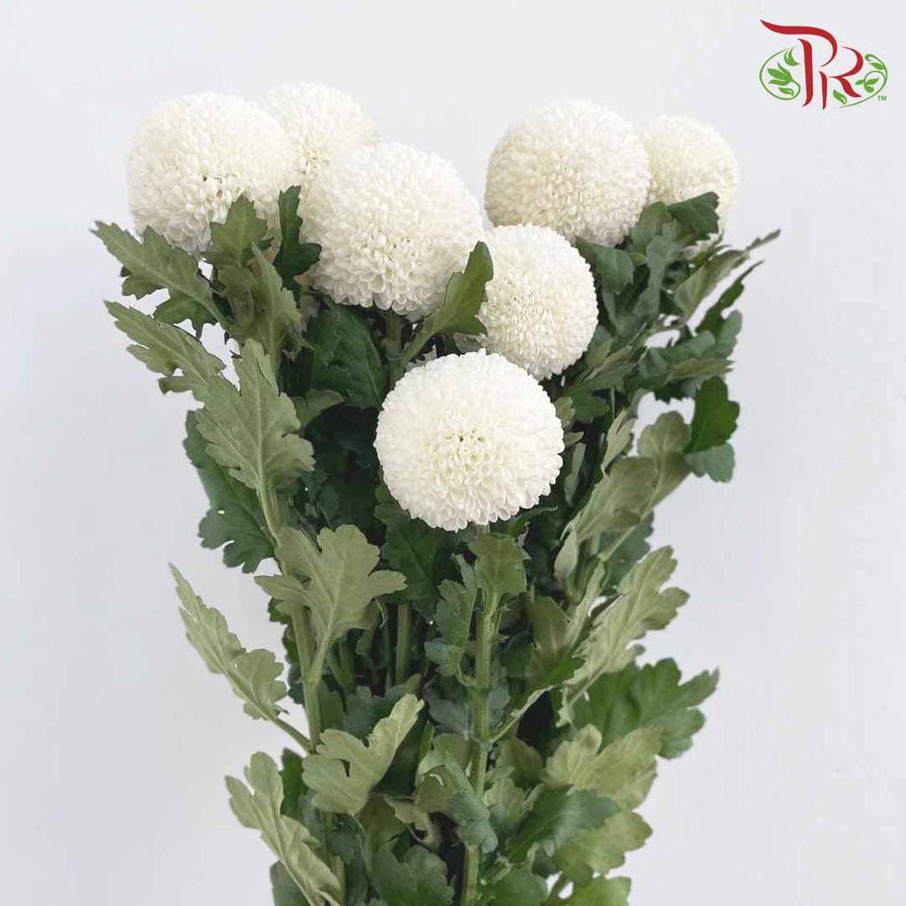 Chrysanthemum Ping Pong White (10-12 Stems) - Pudu Ria Florist Southern