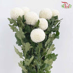 Chrysanthemum Ping Pong White (10-12 Stems) - Pudu Ria Florist Southern