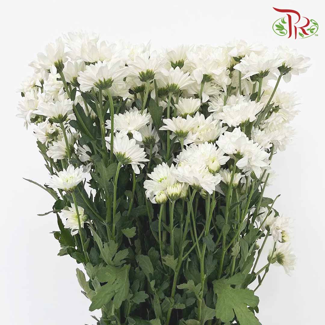 Chrysanthemum Pompom White (10-12 Stems) - Pudu Ria Florist Southern