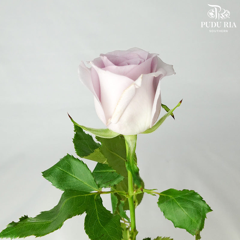 Rose Purple (19-20 Stems) - Pudu Ria Florist Southern