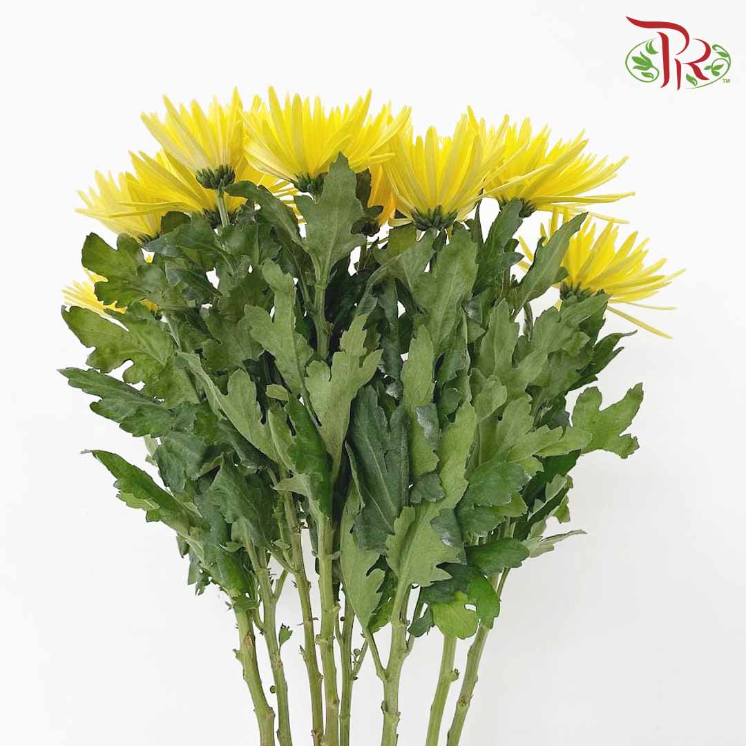Net Mum Chrysanthemum Yellow (10-12 Stems) - Pudu Ria Florist Southern