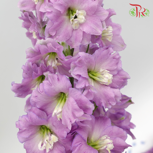 Delphinium Giant Pink - 5 Stems - Pudu Ria Florist Southern