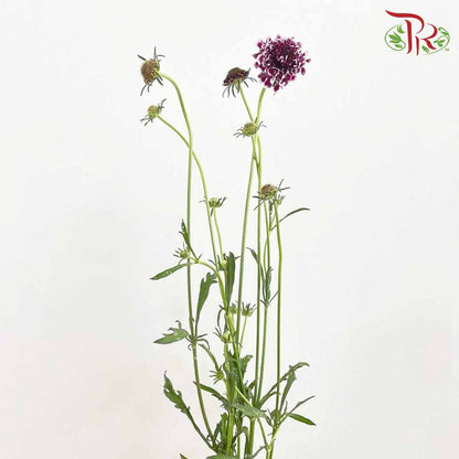 Scabiosa Colour Purple (Per Bundle) - Pudu Ria Florist Southern