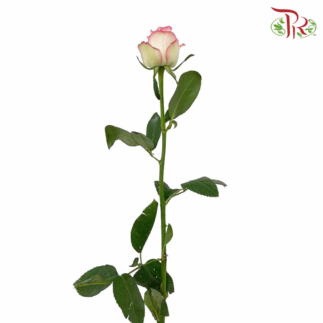 Rose Essar (8-10 Stems) - Pudu Ria Florist Southern