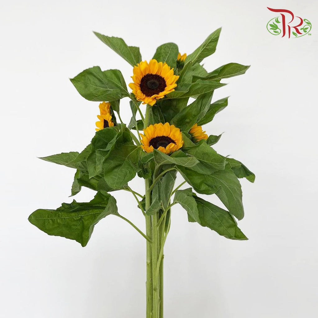Sunflowers (5 Stems) - Pudu Ria Florist Southern