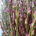 分枝银柳 Pussy Willow Natural Spray (6ft) - 12 stems - Pudu Ria Florist Southern