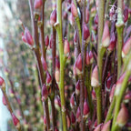 分枝银柳 Pussy Willow Natural Spray (6ft) - 12 stems - Pudu Ria Florist Southern
