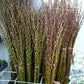 分枝银柳 Pussy Willow Natural Spray (6ft) - 12 stems