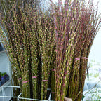 分枝银柳 Pussy Willow Natural Spray (6ft) - 12 stems - Pudu Ria Florist Southern