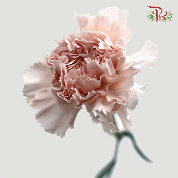 Carnation Grazia (8-10 Stems) - Pudu Ria Florist Southern
