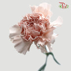 Carnation Grazia (8-10 Stems) - Pudu Ria Florist Southern