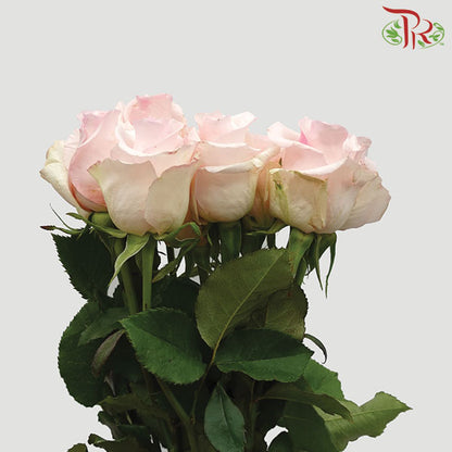Rose Nena (8-10 Stems) - Pudu Ria Florist Southern