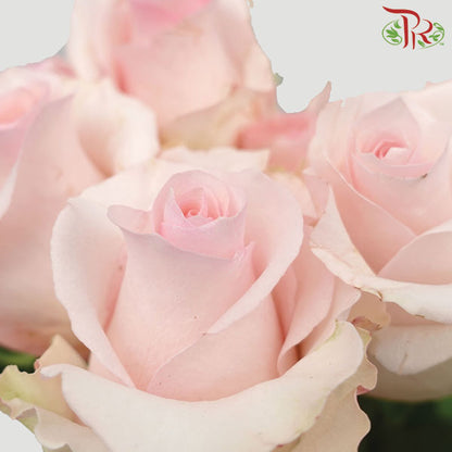 Rose Nena (8-10 Stems) - Pudu Ria Florist Southern