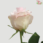 Rose Nena (8-10 Stems) - Pudu Ria Florist Southern