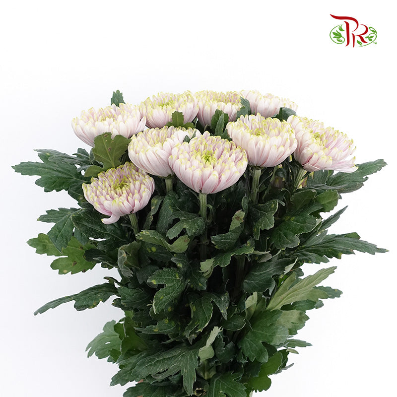 Net Mum Chrysanthemum Light Purple (10-12 Stems) - Pudu Ria Florist Southern