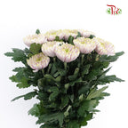 Net Mum Chrysanthemum Light Purple (10-12 Stems) - Pudu Ria Florist Southern