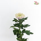 Net Mum Chrysanthemum Light Purple (10-12 Stems) - Pudu Ria Florist Southern