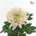 Net Mum Chrysanthemum Light Purple (10-12 Stems) - Pudu Ria Florist Southern