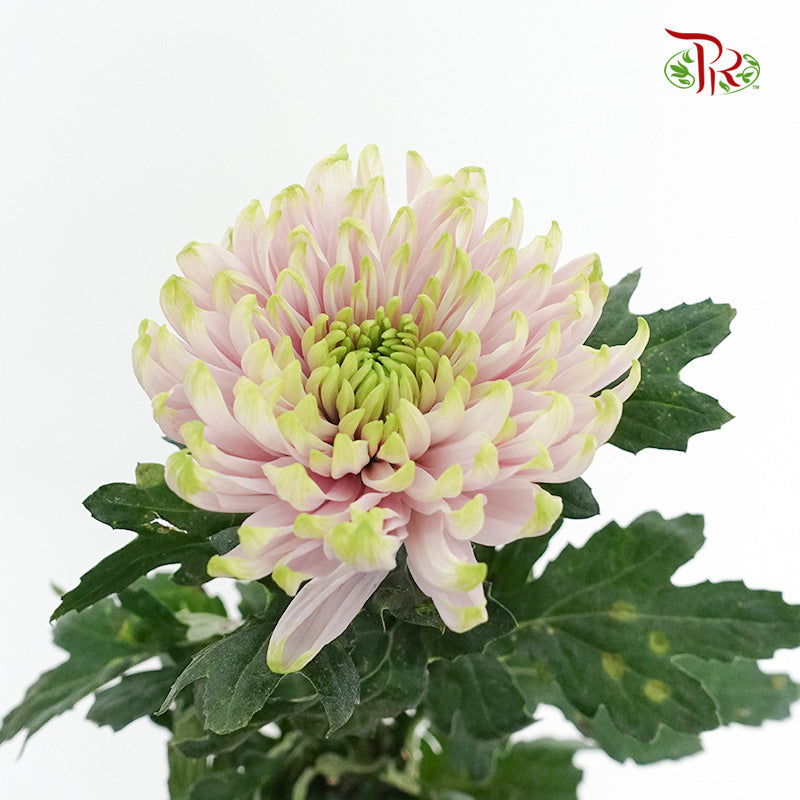 Net Mum Chrysanthemum Light Purple (10-12 Stems) - Pudu Ria Florist Southern