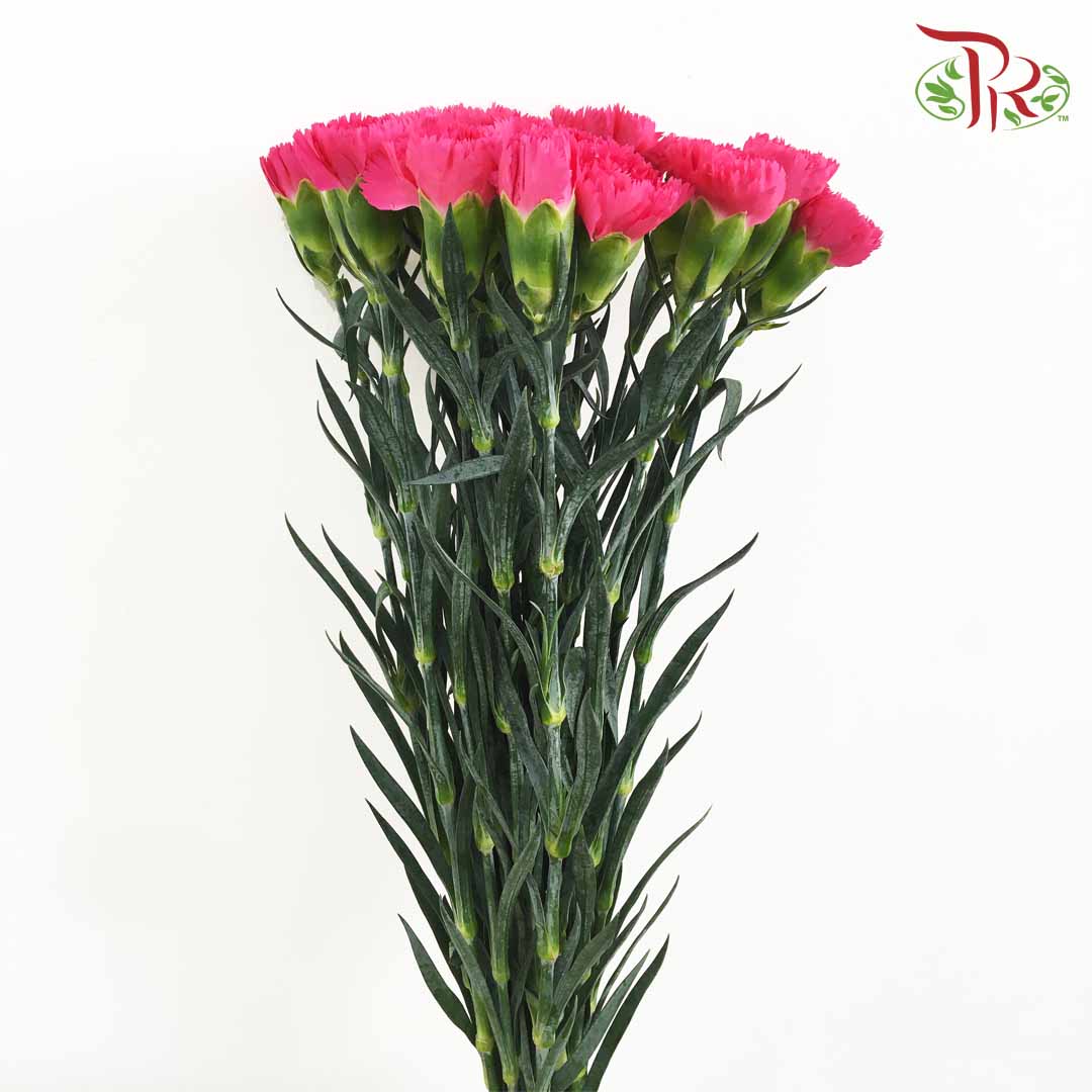 Carnation Cherry Pink (18-20 Stems) - Pudu Ria Florist Southern