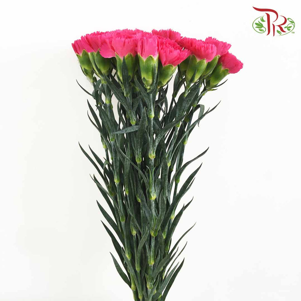 Carnation Cherry Pink (18-20 Stems) - Pudu Ria Florist Southern