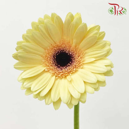 Gerbera Light Yellow (8-10 Stems) - Pudu Ria Florist Southern