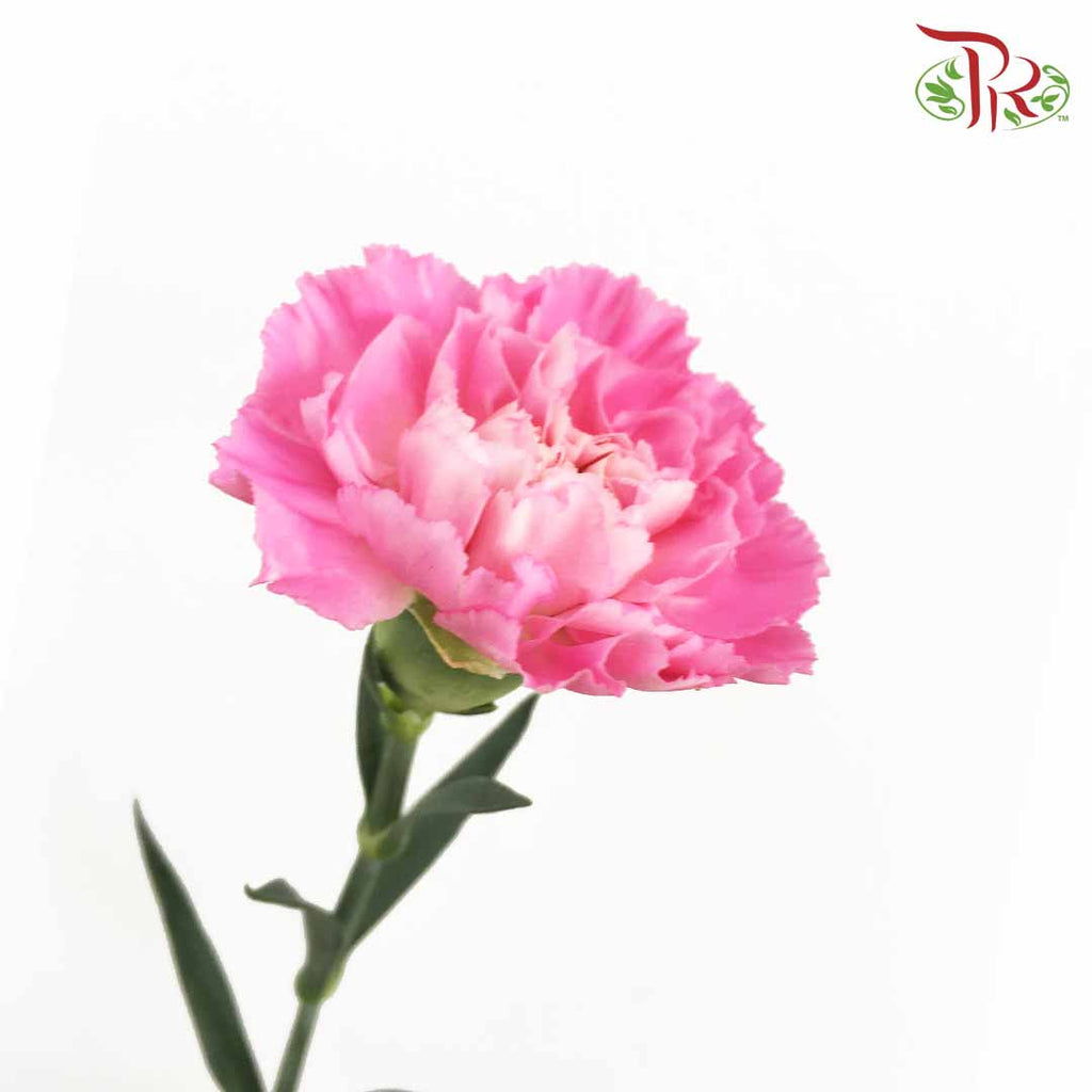 Carnation Pink (18-20 Stems) - Pudu Ria Florist Southern