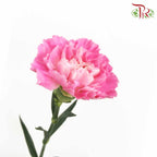 Carnation Pink (18-20 Stems) - Pudu Ria Florist Southern