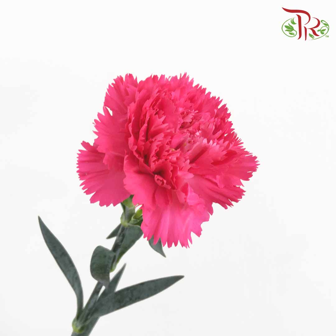 Carnation Cherry Pink (18-20 Stems) - Pudu Ria Florist Southern