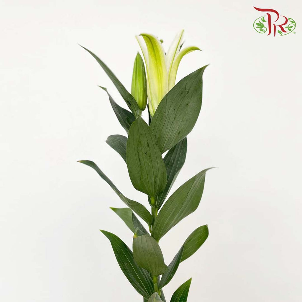 Lily Yellow (5 Stems) - Pudu Ria Florist Southern
