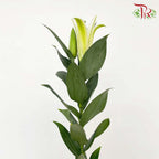Lily Yellow (5 Stems) - Pudu Ria Florist Southern