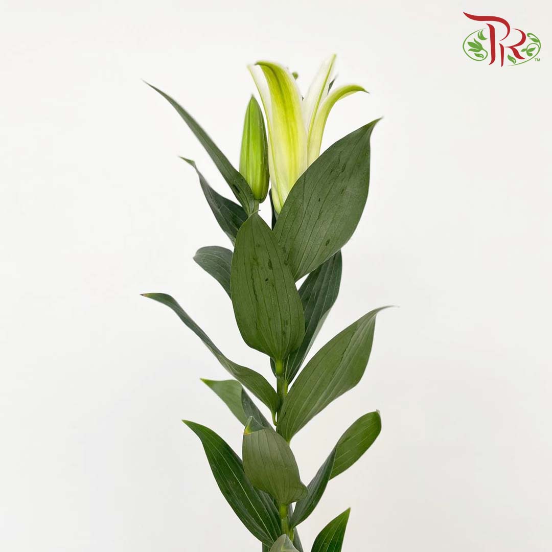 Lily Yellow (5 Stems) - Pudu Ria Florist Southern