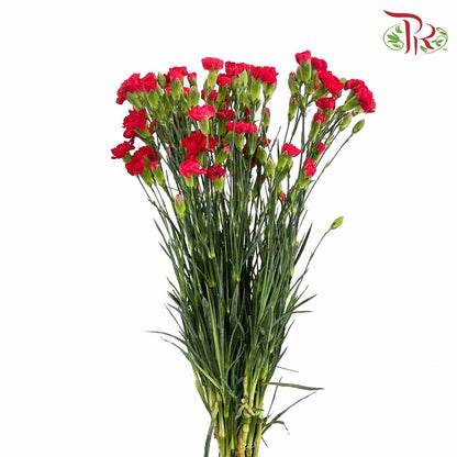 Carnation Spray Red (18-20 Stems) - Pudu Ria Florist Southern