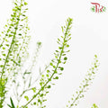 Thlaspi Green Bell (5 Stems) - Pudu Ria Florist Southern