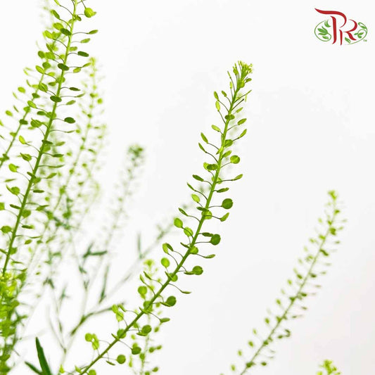 Thlaspi Green Bell (5 Stems) - Pudu Ria Florist Southern